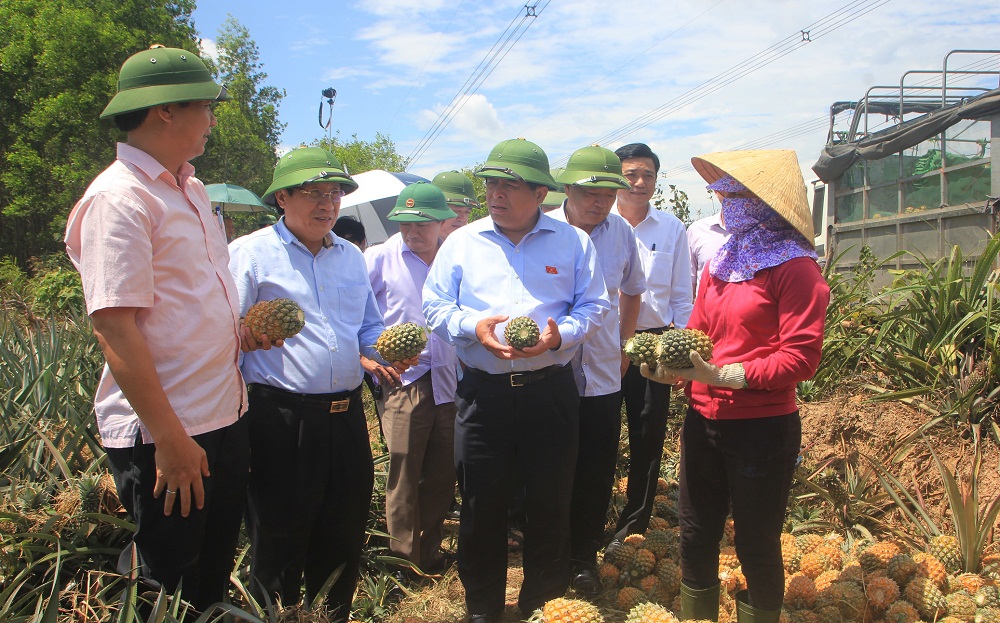 Bộ trưởng Bộ KH&ĐT ông Nguyễn Chí Dũng tham qua cánh đồng dứa tại huyện Câm Lộ (TỈNH qUẢNG tRỊ).