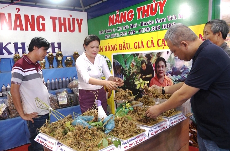 Sâm Ngọc Linh được bán trong Hội chợ sâm Ngọc Linh tại huyện Nam Trà My.