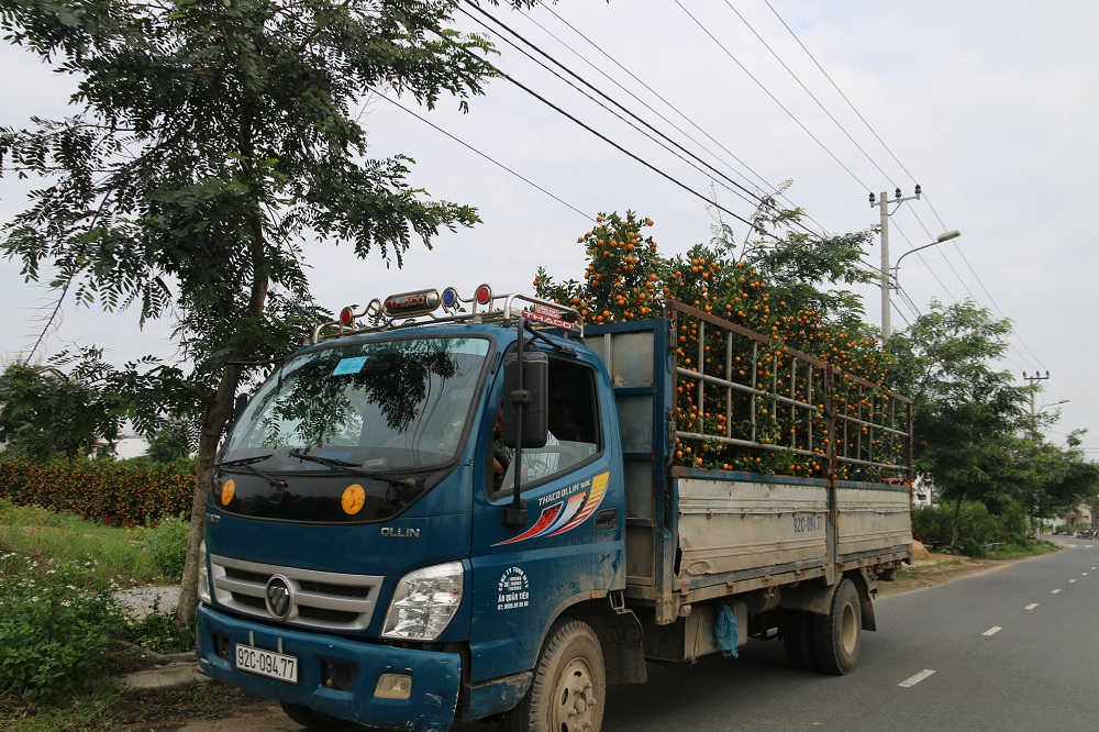 Xe tải từ khắp các tỉnh thành về Hội An chở quất đến nhiều tỉnh thành ở miền Trung.