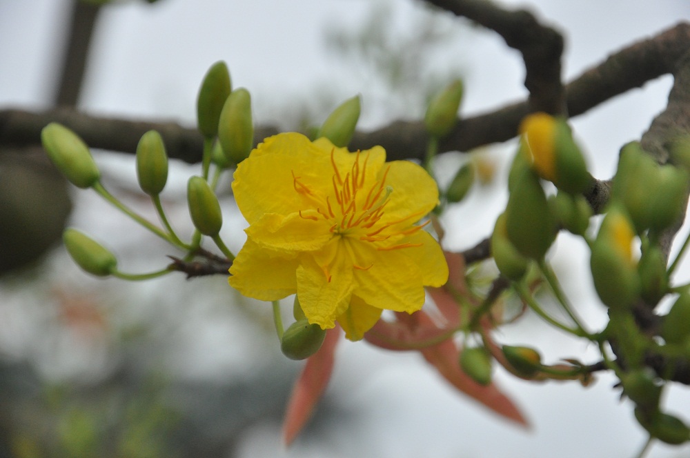 Hoa nở to và đẹp trên cây mai của anh Phong.