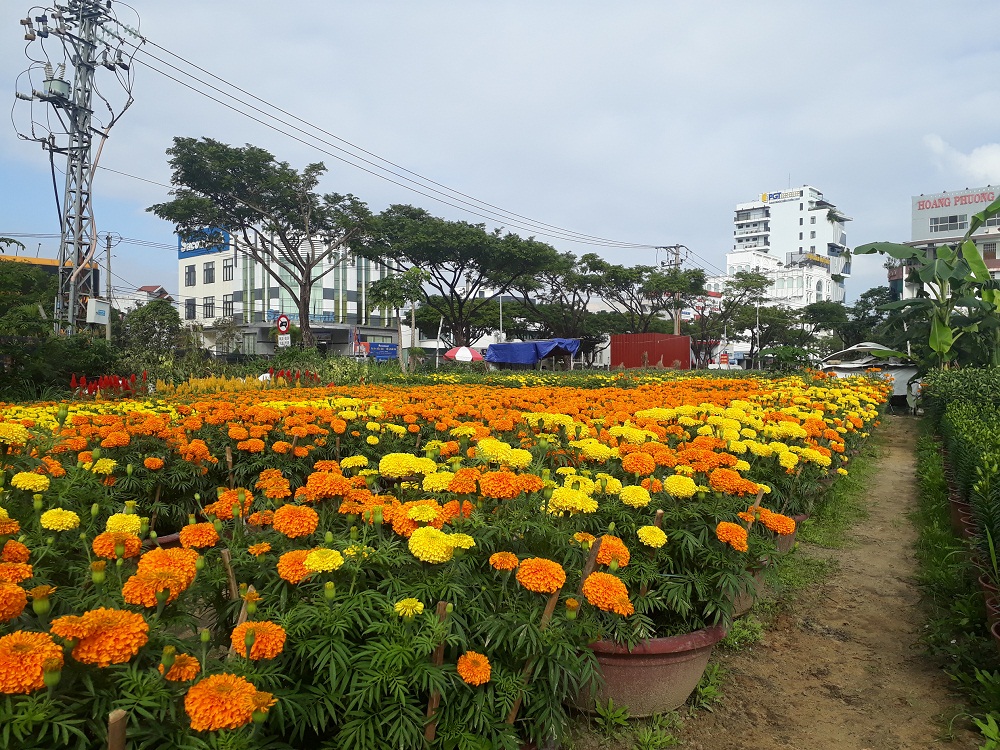Màu sắc rực rỡ tại những làng hoa Tết giữa phố Đà Nẵng.