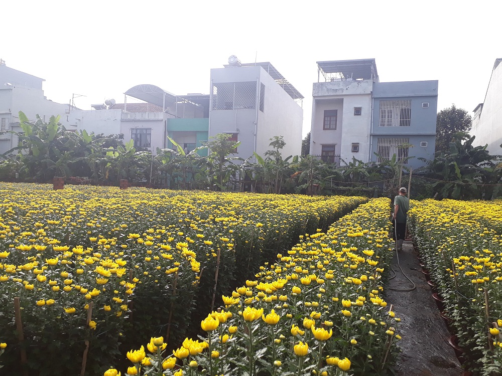Một vườn hoa Tết khác được người nông dân Đà Nẵng trồng tại khu đất trống trên Đường 30-4.