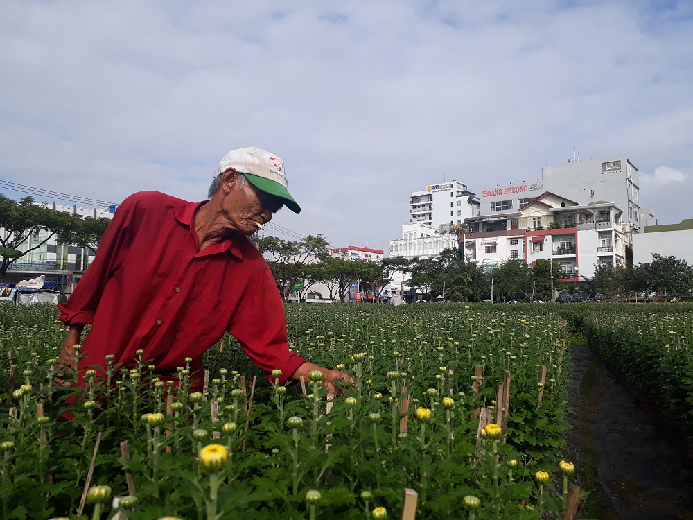 Ông Nguyễn Văn Toàn đã có hơn chục năm trồng hoa Tết tại khu đất trống Đà Nẵng.