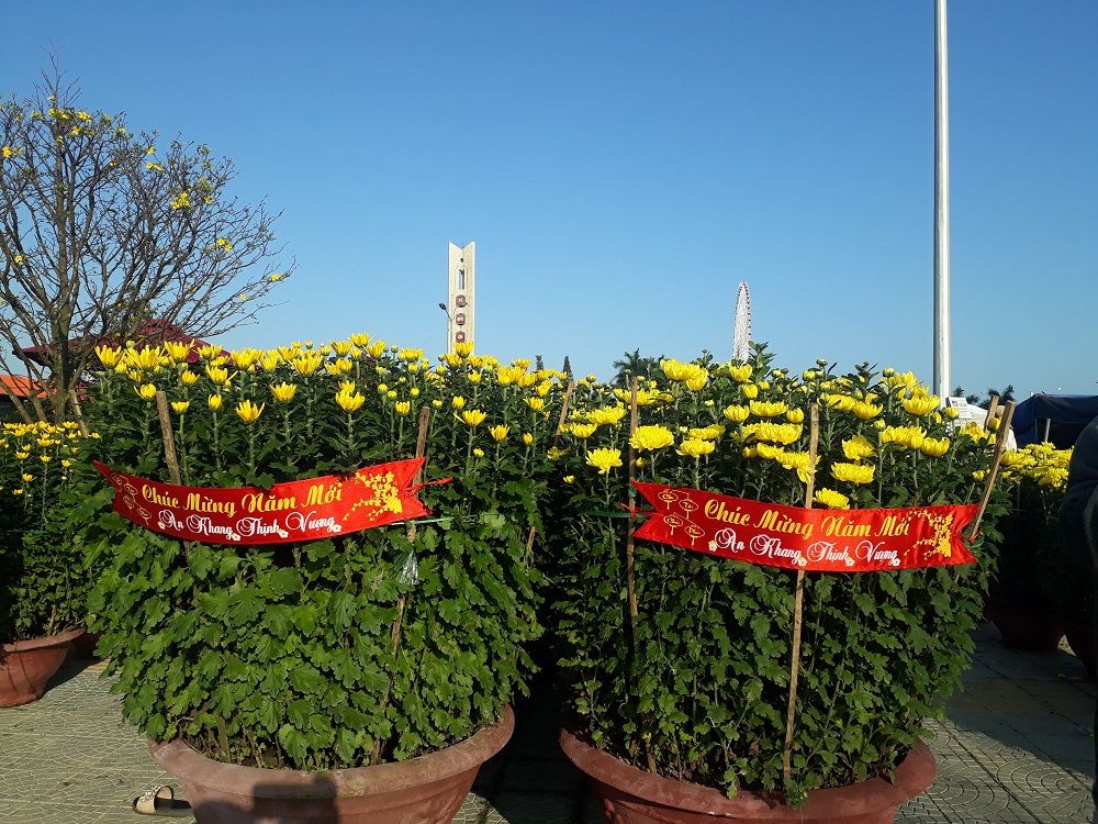 Cặp cúc lớn được rao bán với giá 1,2 triệu đồng tại Chợ hoa xuân Đà Nẵng.