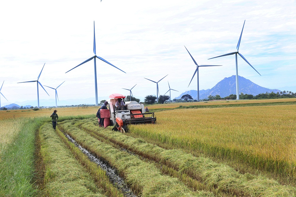Năng lượng tái tạo trở thành khâu đột phá phát triển kinh tế của Ninh Thuận.