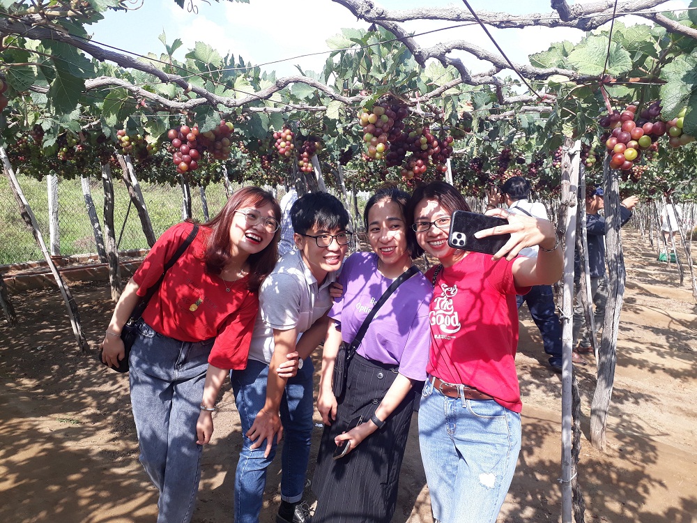Du khách tham quan vườn nho tại Ninh Thuận.