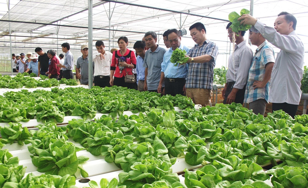 Thành phố Đà Nẵng đang kêu gọi doanh nghiệp đầu tư vào nông nghiệp công nghệ cao.