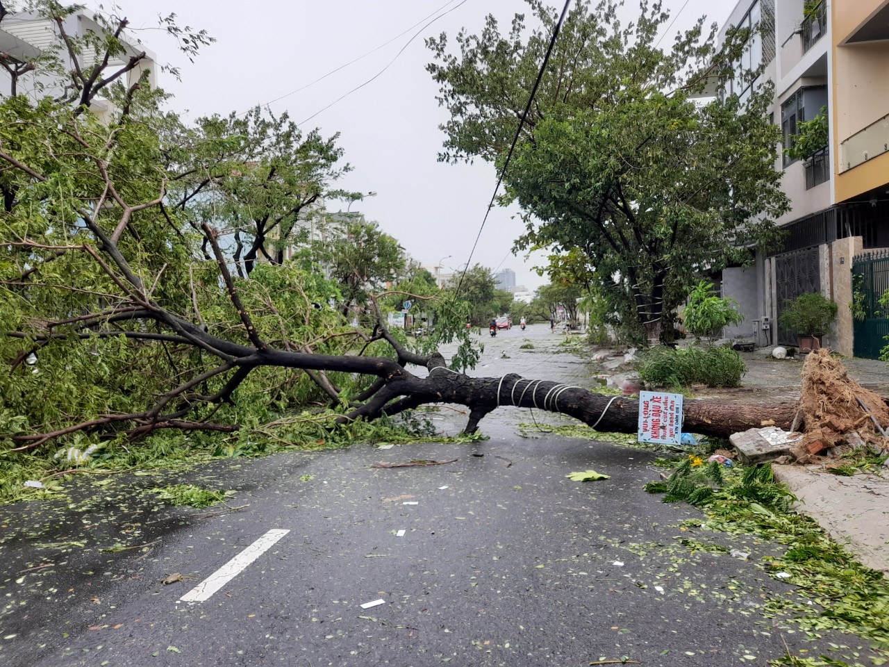 Cây xanh ngã đổ trên đường phố Đà Nẵng.