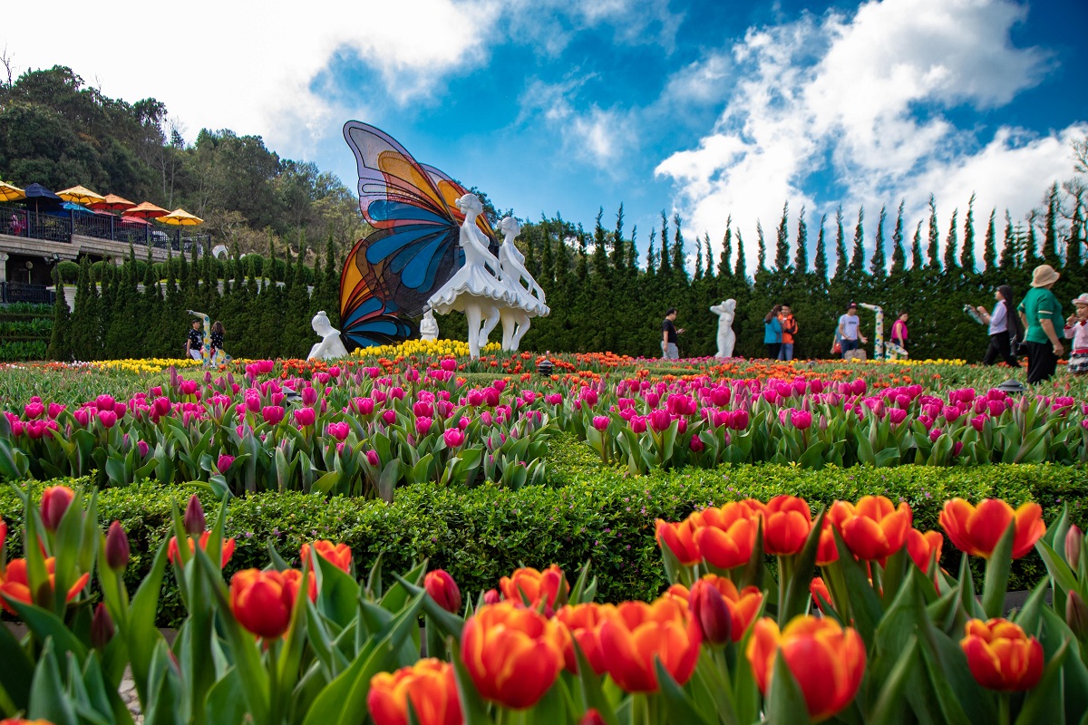 Hàng triệu hoa tulip đang khoe sắc rực rở chào đòn du khách tại Bà Nà Hills 