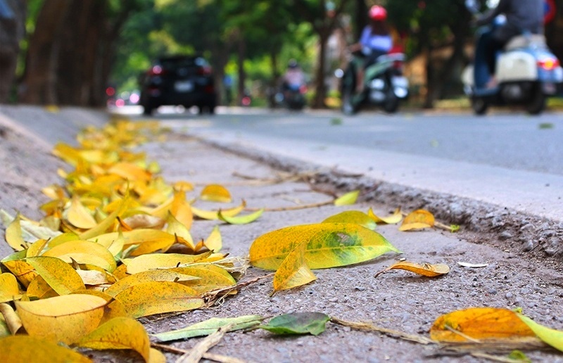 Nếu đã từng sống ở Hà Nội hay bắt gặp Hà Nội vào mùa thay lá, sẽ chẳng thể nào quên được vẻ nên thơ của những thảm lá vàng. Bởi thế nên nhiều người yêu, say mê Hà Nội cũng chỉ tại lỡ động lòng với những chiếc lá vàng, lá đỏ bay bay...