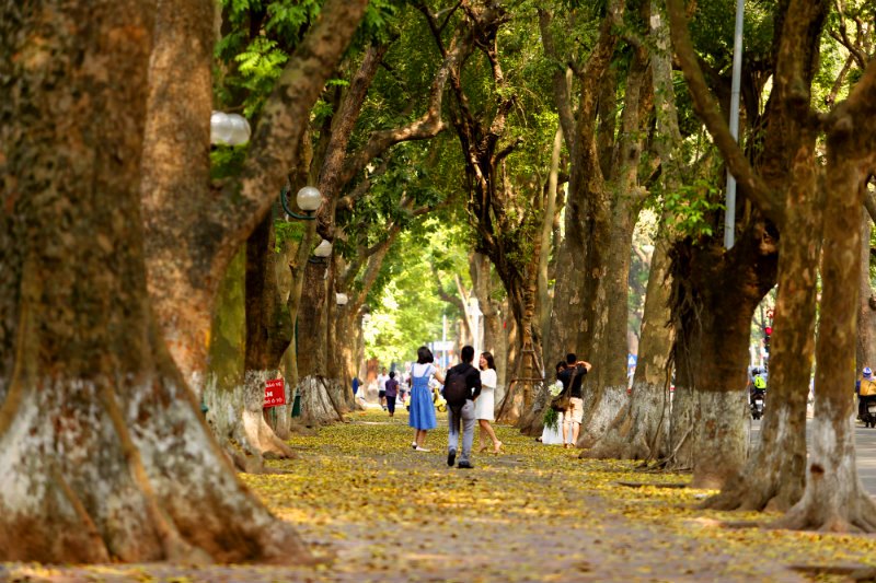 Hà Nội vào thu, đường Hoàng Diệu, Phan Đình Phùng trở nên đẹp hơn khi bóng nắng luồn qua những tán lá rậm rì.