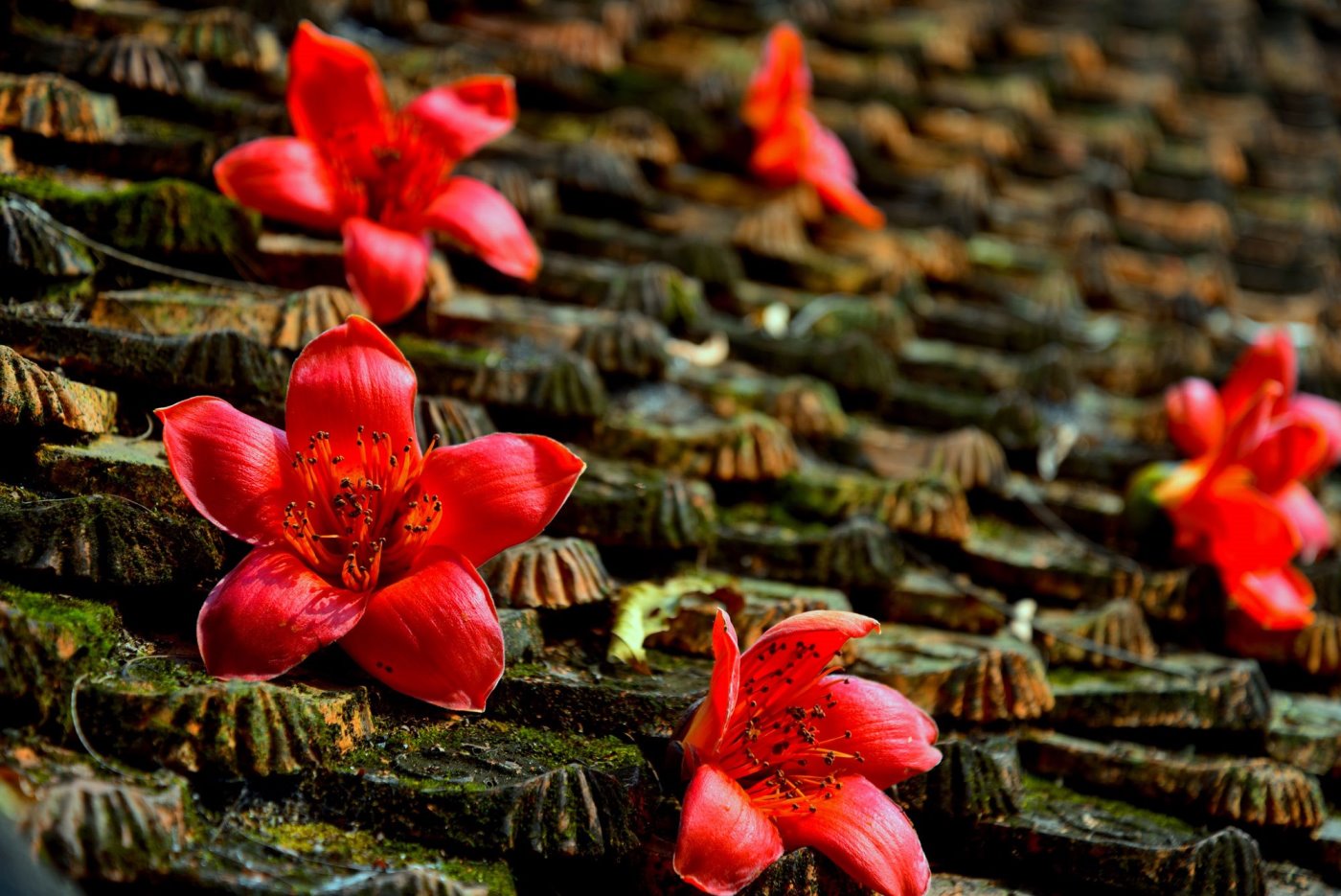 Hoa rụng trên mái cây cầu cổ Nhật Tiên Kiều.