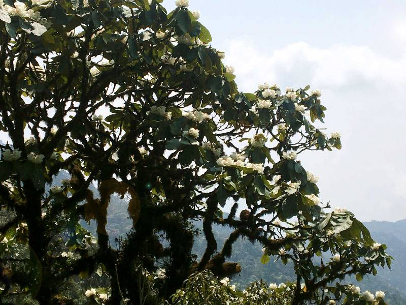 Đỗ quyên vốn được coi là một đặc sản của rừng Hoàng Liên. Nơi đây hội tụ tới gần 40 loài hoa, nhiều nhất tại Việt Nam