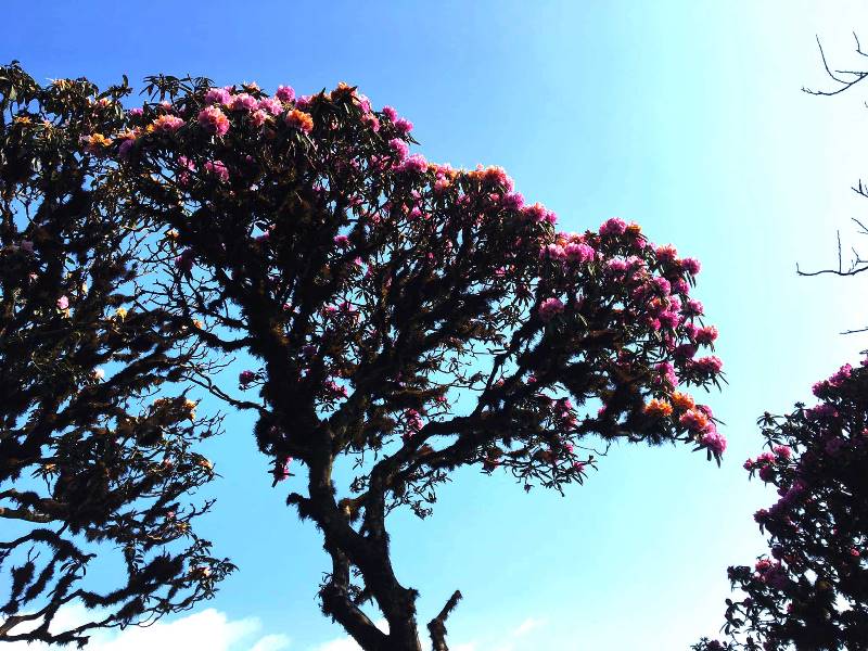 Đỗ quyên rừng Hoàng Liên cũng đa số là những cây cổ thụ hàng trăm năm tuổi. Có những cây hoa mọc trên vách đá cheo leo, thân to xù xì, mốc thếch, bám đầy rêu phong, giống như một cây thế bonsai khổng lồ giữa núi rừng