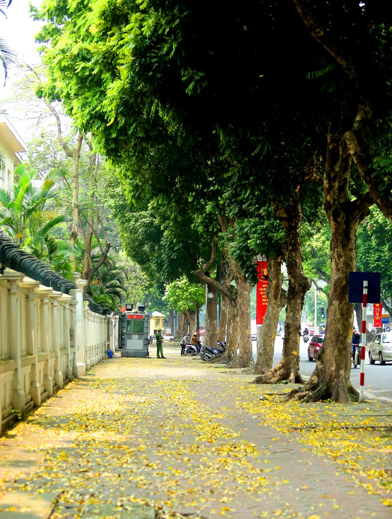 Những hàng cây sấu cổ thụ đều tăm tắp tạo thành một mái vòm che phủ, khiến cho phố Phan Đình Phùng và đoạn phố Trần Hưng Đạo khu vực trước cửa Đại sứ quán Pháp luôn dịu mát quanh năm. 