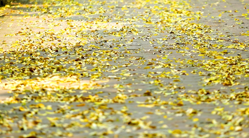 Tháng năm là mùa sấu thay lá, cả con phố này trải lá vàng ruộm. 
