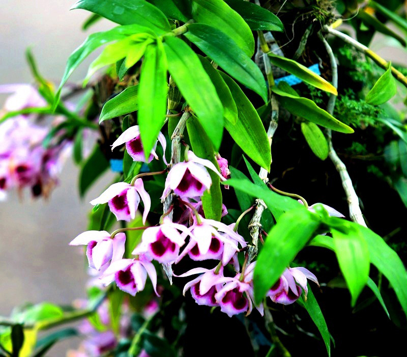 Hoa lan Hoàng thảo phi điệp tím.