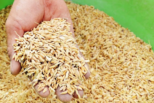 Bộ NNPTNT yêu cầu Cục Trồng trọt giao nhiệm vụ cho các đơn vị dự trữ thực hiện cấp xuất hơn 2.300 tấn hạt giống lúa cho 4 tỉnh miền Trung. 
