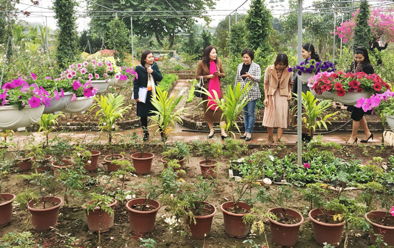  Du khách tham quan một vườn hoa, cây cảnh tại xã Hồng Vân. Ảnh: Trọng Tùng
