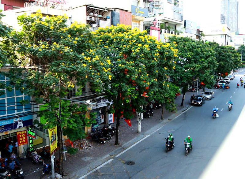 Ở Hà Nội, hoa điệp vàng còn được gọi là hoàng điệp được trồng ở nhiều tuyến phố. 