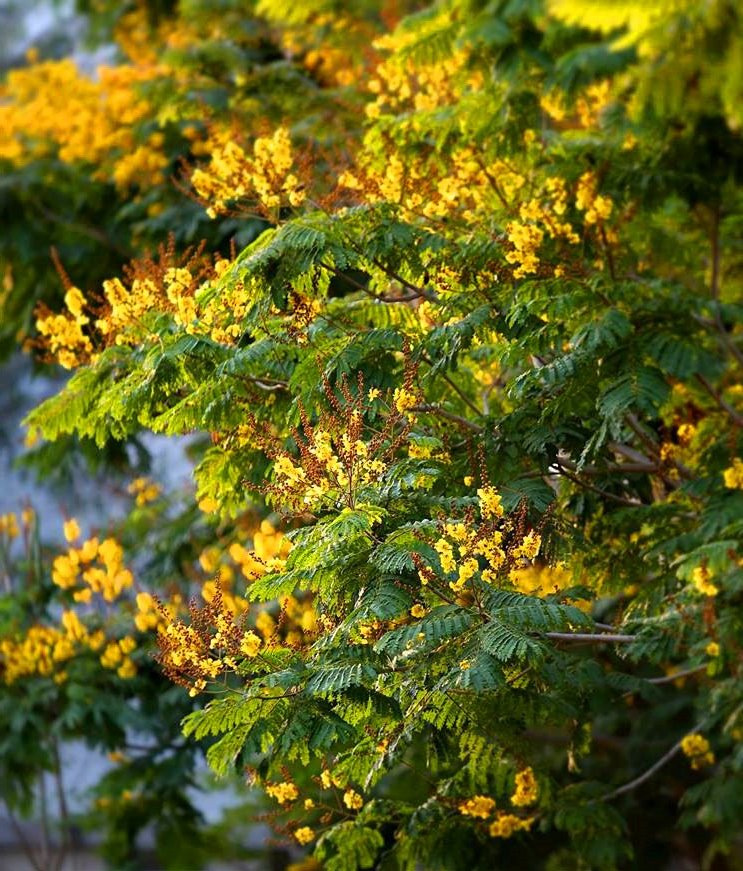  Cây điệp cao, những vòm hoa vàng rực rỡ khổng lồ khiến mùa hè Hà Nội thêm tỏa nắng.