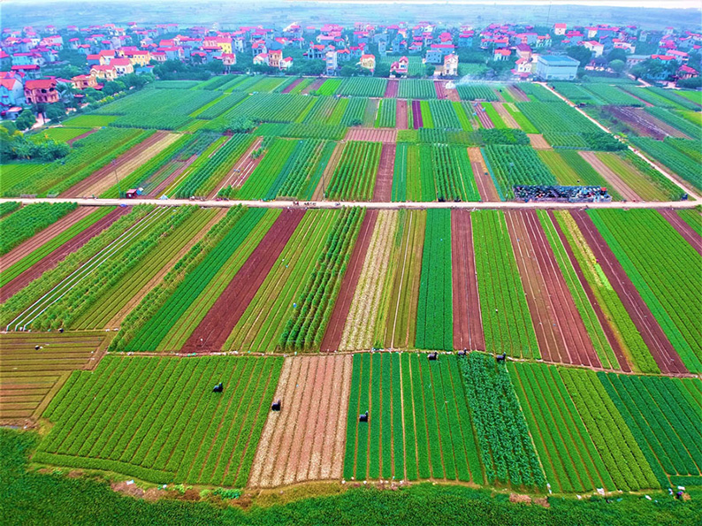 Phát triển sản xuất nông nghiệp công nghệ cao với mô hình trồng Dưa lưới  tại Tân Uyên