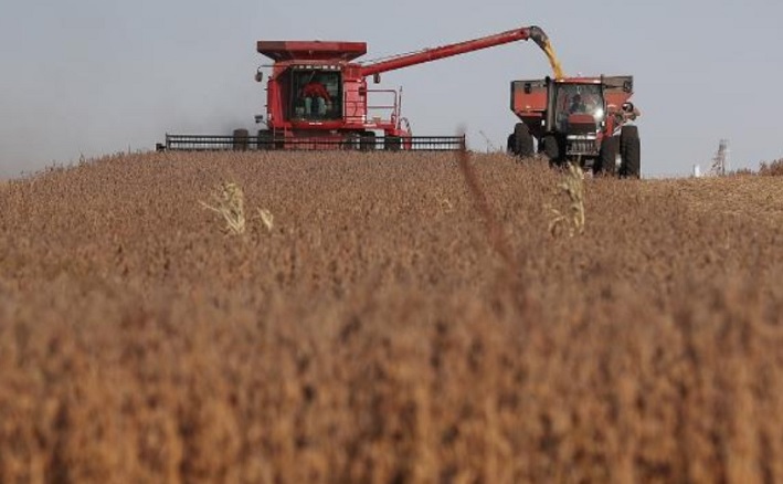 Bắc Kinh tuần trước bật đèn xanh có thể nhập khẩu lúa mạch của Mỹ. Ảnh minh họa: AFP