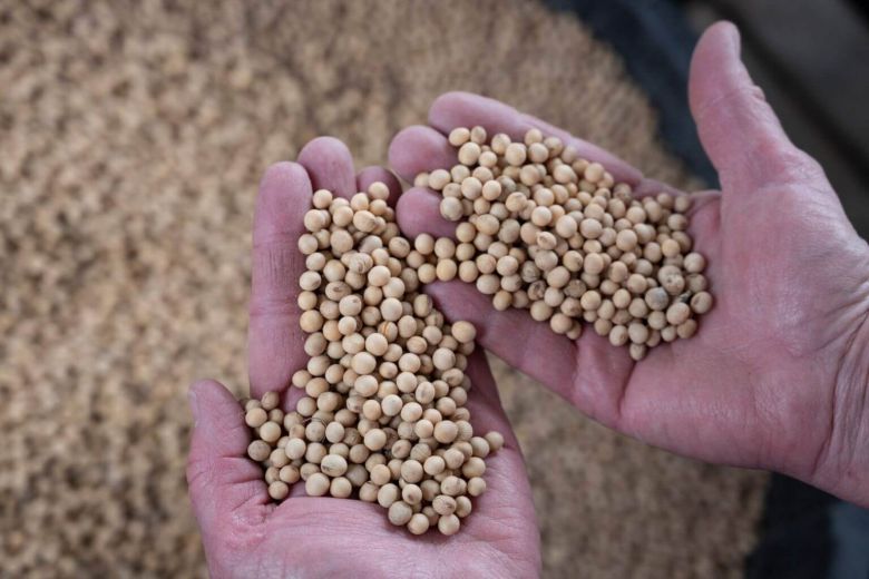 Mức nhập khẩu 180.000 tấn đậu nành Mỹ quá ít so với con số 1 triệu tấn nhập khẩu gần đây. Ảnh: AFP