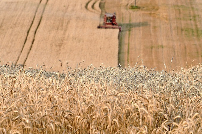 Việc thiếu hụt nguồn cung từ Ukraine, thế giới mất đi một số loại lúa mì tốt nhất thế giới. Ảnh: AFP