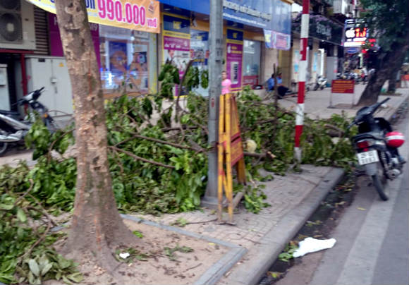Hình ảnh cây sấu bị phá hoại trên phố Hàng Bài, Hà Nội