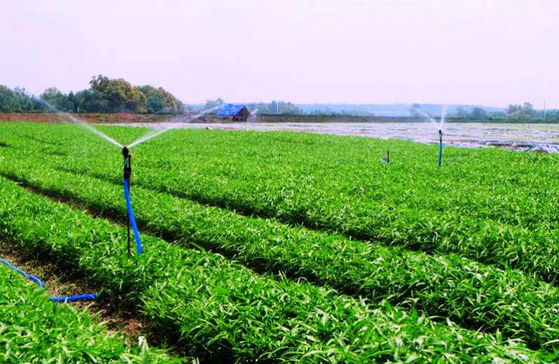  Rau an toàn của VinEco được sản xuất theo công nghệ cơ giới hóa và tự động hóa trên cánh đồng mẫu lớn của Nhật Bản trên các nông trường tại Tam Đảo (Vĩnh Phúc), Củ Chi (TP HCM) và Long Thành (Đồng Nai).