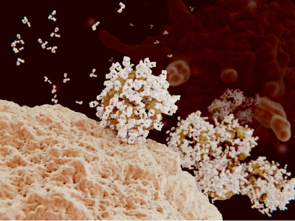 Hình ảnh mô tả các kháng thể (màu trắng) 