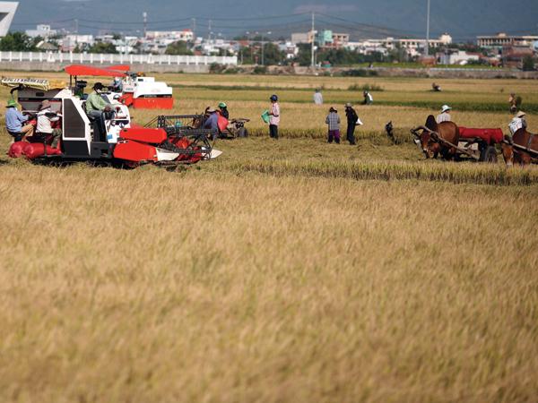 Phải cân nhắc việc chuyển đổi giống lúa để tăng khả năng cạnh tranh trong xuất khẩu gạo của Việt Nam. Ảnh: Đức Thanh