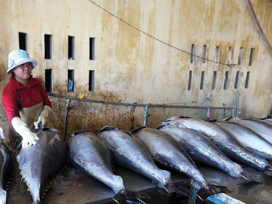 Cơ hội vào thị trường Nhật Bản của cá ngừ Phú Yên