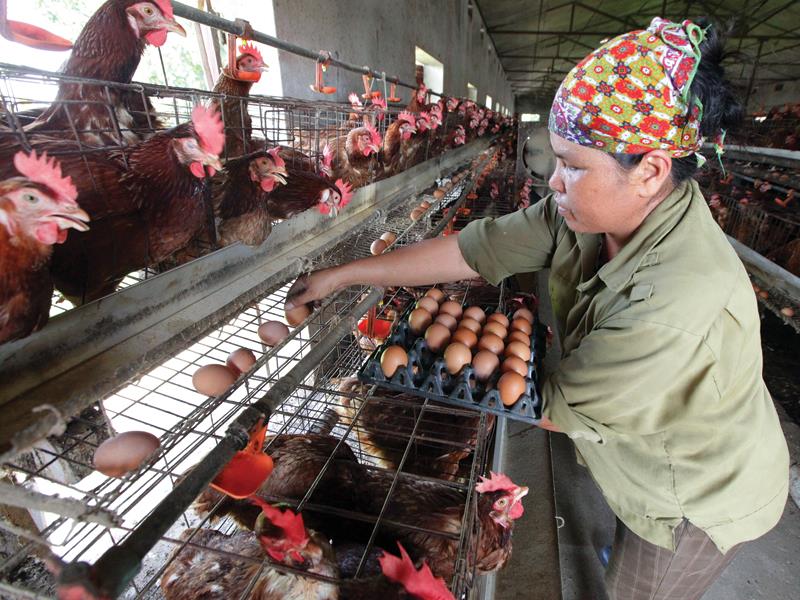 Giá trứng gà ở Việt Nam chênh lệch không nhiều so với các nước trong khu vực 	ảnh: đức thanh