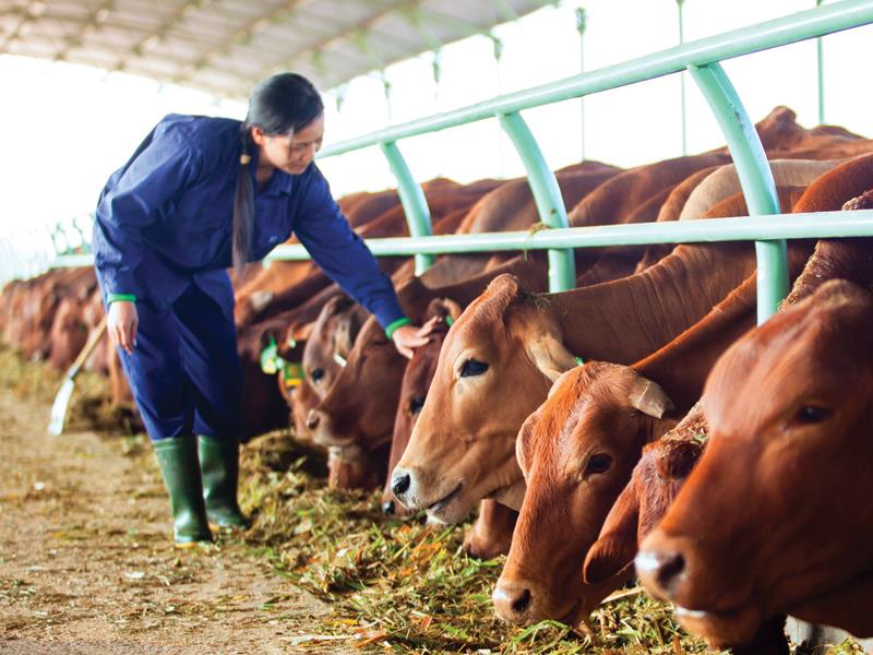 Doanh thu từ hoạt động nuôi bò của Hoàng Anh Gia Lai tăng đột biến trong quý vừa qua