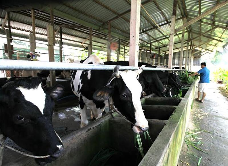 Hộ chăn nuôi bò sữa tại huyện Củ Chi, TP.Hồ Chí Minh