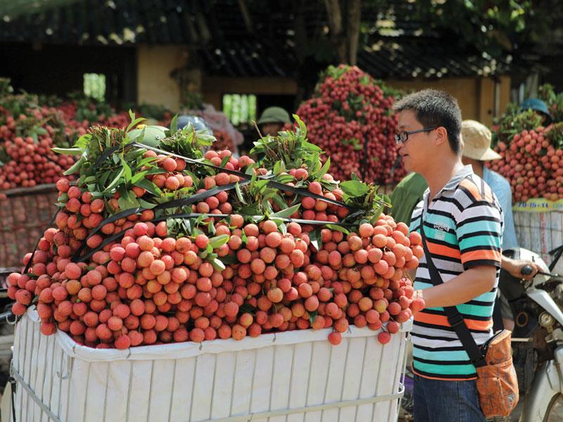 Nhiều loại trái cây như vải, nhãn, xoài đã tiếp cận được với các thị trường xuất khẩu khó tính