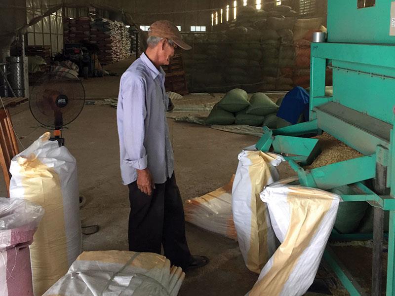 Sản xuất lúa giống hiện là nguồn thu duy nhất để Nông trường Sông Hậu trả lương cơ bản cán bộ công nhân viên duy trì hoạt động cầm chừng chờ chuyển đổi sang công ty TNHH một thành viên