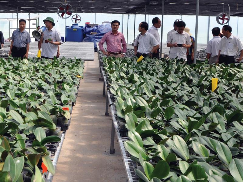 Dự án trồng hoa ly theo công nghệ cao tại huyện Hoành Bồ (Quảng Ninh). Ảnh: N.N