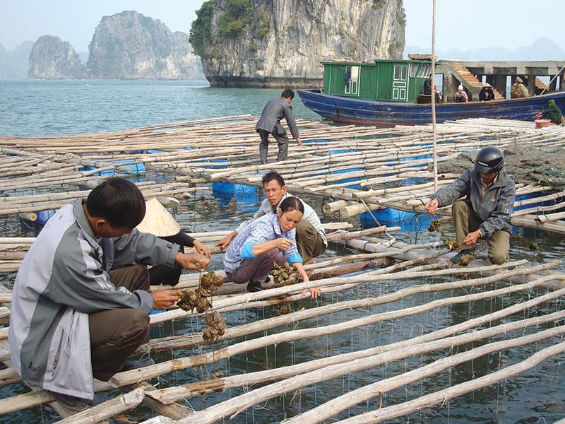 Bè nuôi hàu của ngư dân huyện đảo Vân Đồn. Ảnh: N.N