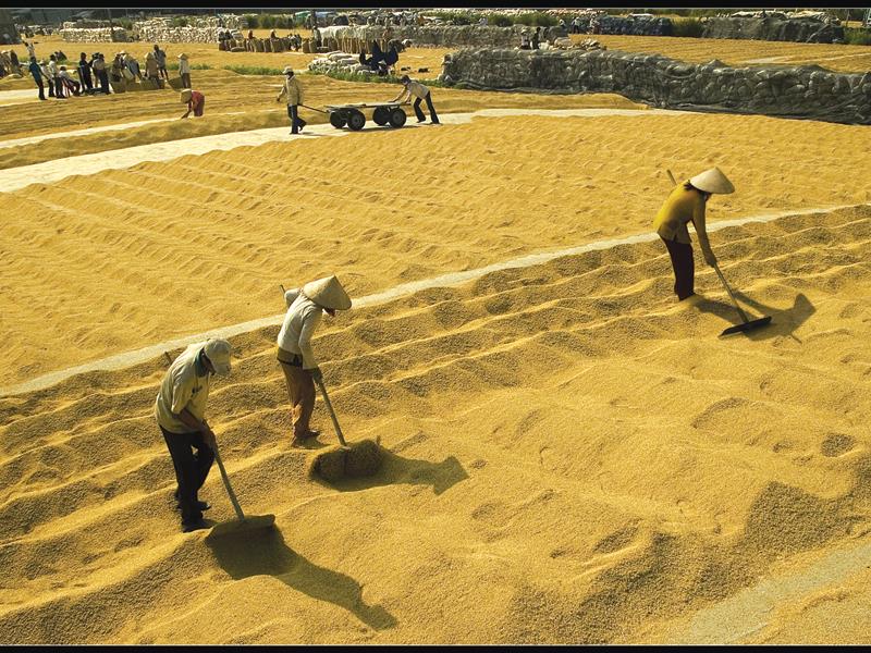 Lúa là sản phẩm nông nghiệp chủ lực của tỉnh An Giang. Ảnh: Quảng Ngọc Minh