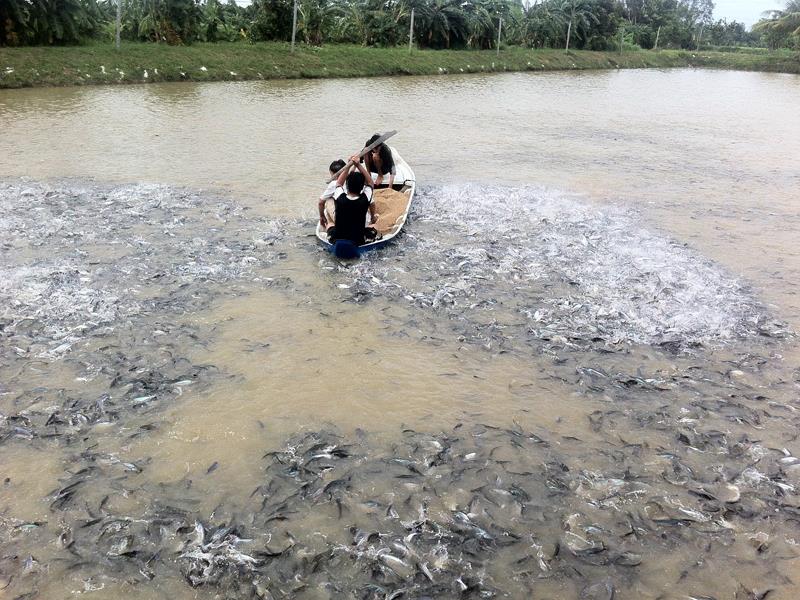Hậu  Giang là tỉnh có sản lượng cá lớn ở châu thổ Đồng bằng sông Cửu Long.