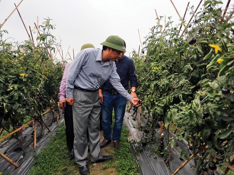 Dự án khu nông nghiệp ứng dụng công nghệ cao của VinEco theo tiêu chuẩn VietGap, GlobalGap đang triển khai mạnh tại Đông Triều. Ảnh: Thanh Tùng