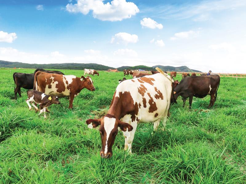 Quy mô ban đầu của trang trại là 500 con bò sữa hữu cơ