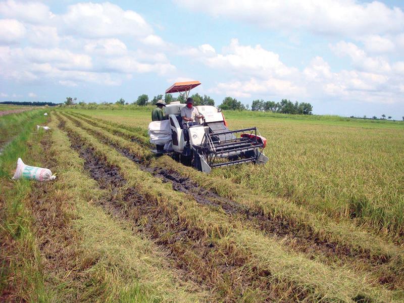 Cánh đồng 320 ha được đầu tư để trồng các giống lúa giá trị dĩnh dưỡng cao, theo mô hình hữu cơ đang được Viễn Phú rao bán.