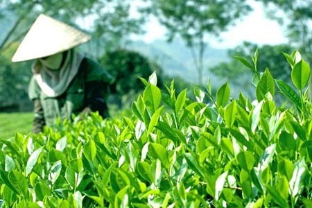  Việt Nam thuộc nhóm các quốc gia có diện tích trồng chè lớn nhất thế giới
