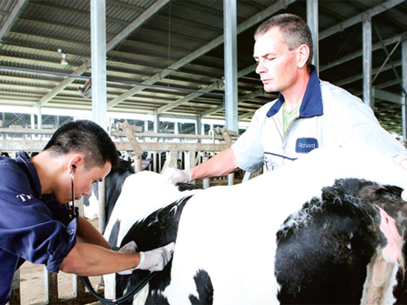 Dự án chăn nuôi bò sữa và chế biến sữa tập trung công nghiệp quy mô lớn - một trong những dự án do BAC A BANK tư vấn đầu tư thành công.