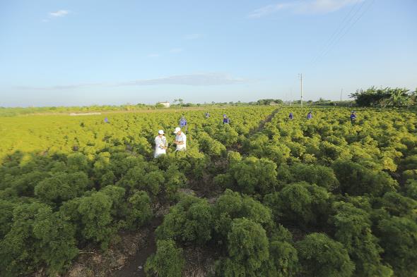Vùng trồng đinh lăng đạt chuẩn GACP-WHO của Traphaco tại Nam Định
