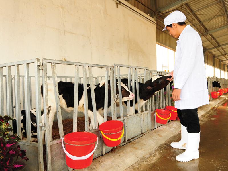 Các chuyên gia về chăn nuôi của Việt Nam thực hiện nghi lễ tượng trưng chúc các cô bò sữa mạnh khỏe, cho dòng sữa chất lượng cao.